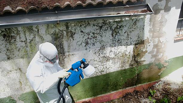 Top rated local Bathroom Mold Removal specialists in Springfield, FL